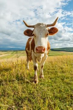 Curious cow on the field Foto stock