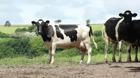 Curious cow Stock Footage 75343550