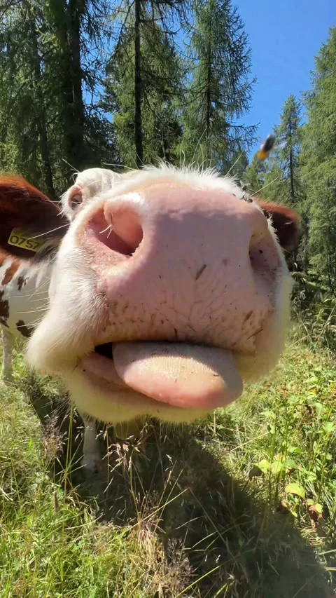 A curious cow licks the camera in the mountains of Trentino Stock-Footage 289671137