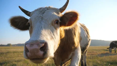 Curious cow looking into camera and sniffing it. Cute friendly animal grazing Stock Footage 126162637