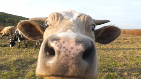 Curious cow looking into camera and sniffing it. Cute friendly animal grazing Video stock 265416741