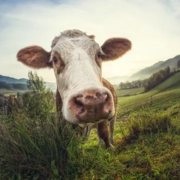 Curious cow looking at the camera, fish-eye optic Foto stock