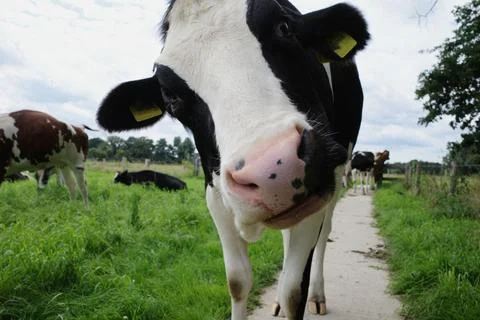 Curious cow looking into the camera Stock Photos