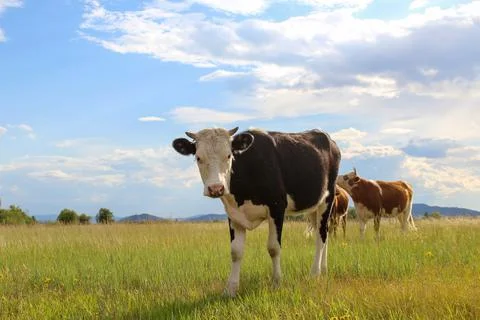 Curious cow looking at camera while grazing on summer meadow Stock Photos
