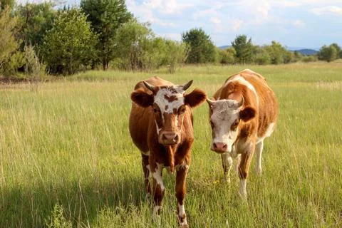 Curious cow looking at camera while grazing on summer meadow Foto stock