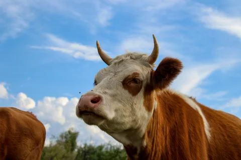 Curious cow looking at camera while grazing on summer meadow Stock Photos