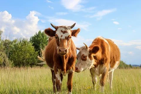 Curious cow looking at camera while grazing on summer meadow Stock Photos