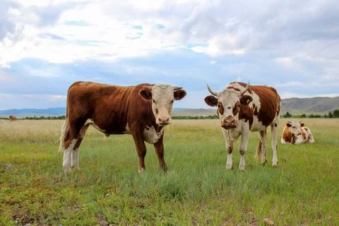 Curious cow looking at camera while grazing on summer meadow Stock Photos