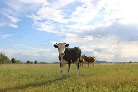 Curious cow looking at camera while grazing on summer meadow Stock Photos