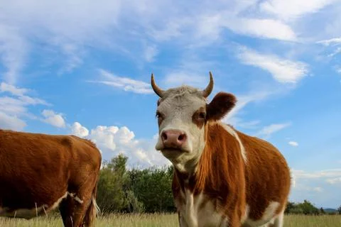 Curious cow looking at camera while grazing on summer meadow Stock Photos