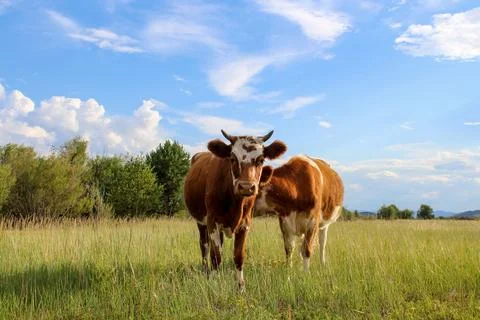 Curious cow looking at camera while grazing on summer meadow Stock Photos