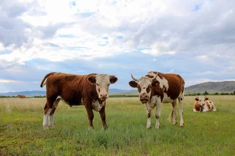 Curious cow looking at camera while grazing on summer meadow Stock Photos