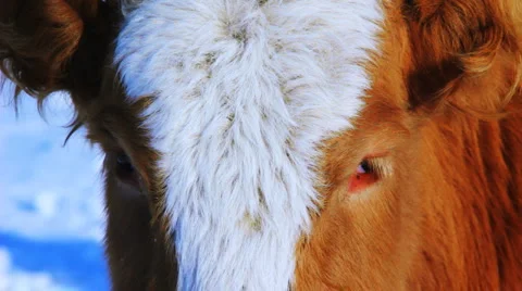 Curious cow looking at camera in the winter snow meadow Видео 1046083