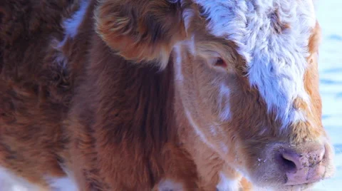 Curious cow looking at camera in the winter snow meadow Видео 1046099