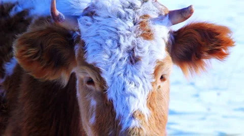 Curious cow looking at camera in the winter snow meadow Видео 1046103