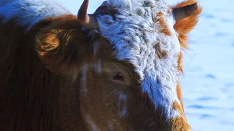 Curious cow looking at camera in the winter snow meadow Vidéo 1046106