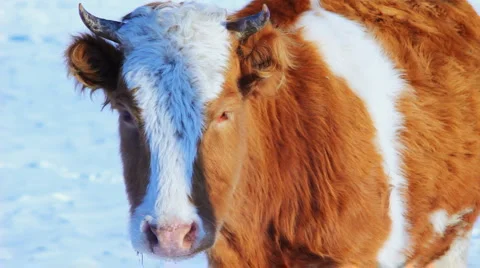 Curious cow looking at camera in the winter snow meadow Видео 1046109