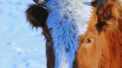 Curious cow looking at camera in the winter snow meadow Видео 1046112