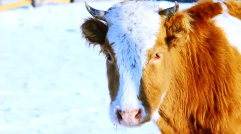Curious cow looking at camera in the winter snow meadow Видео 1046118