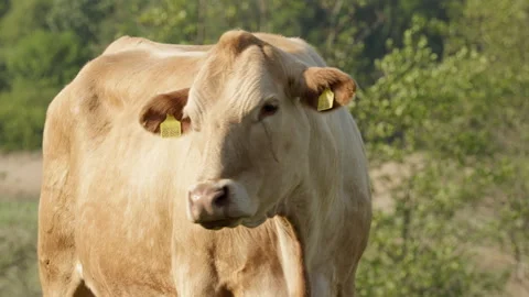 Curious cow looks into camera before approaching on pasture near Schleswig Stock Footage 335838125