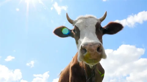 A curious cow looks at the camera. Close-up 库存影片 95650867