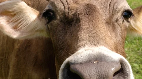 Curious cow in the meadow, close-up Stock Footage 90696147
