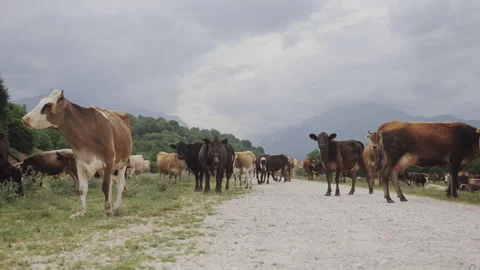 Curious Cow in Mountain Herd Looking Directly at Camera in Green Valley 動画素材 341098869