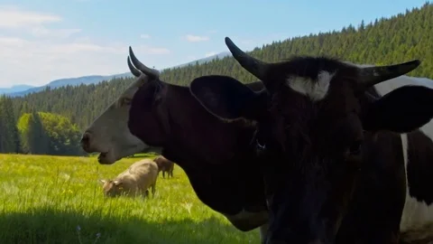 Curious cow on pasture Stock Footage 76585796