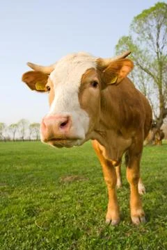 Curious cow Stock Photos