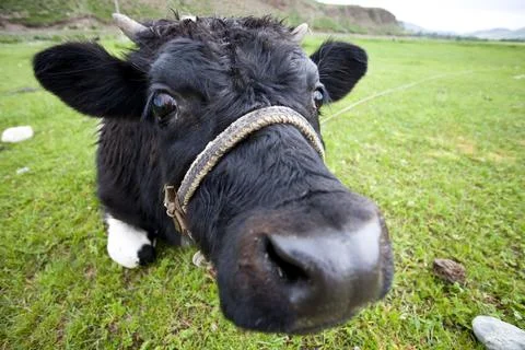 Curious cow 스톡 사진