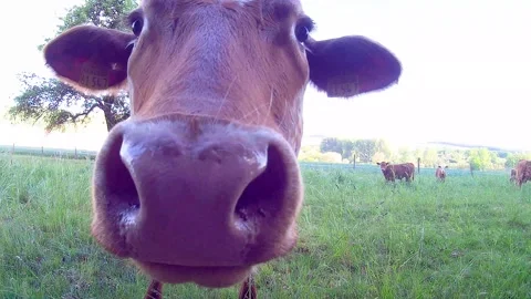 Curious Cow Sniffs Camera Funny 14secs  2K Stock Footage 132093191
