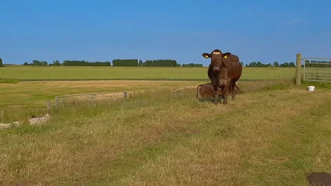 Curious cow standing by a farm gate in a field that is viewed from a distance Stock-Footage 201586995
