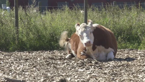 Curious cow staring at camera 库存影片 137454336