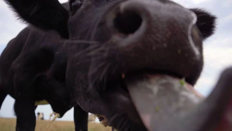 Curious Cow Trying To Lick The Camera. Dairy Cows Graze On The Meadow, 4k Stock Footage 137434623