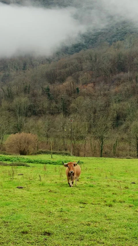 Curious cow walking through mountain meadow in northern Spain 動画素材 339220894