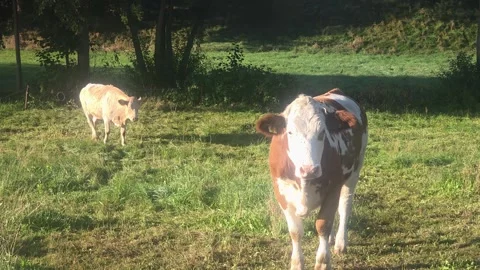 Curious Cow Walking Toward Camera in Rural Pasture Stock Footage 345605985