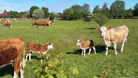 Curious cows and calves on a pasture under a blue sky and surrounded by green 库存影片 336752679