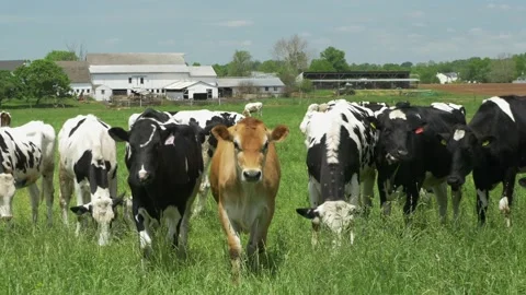 Curious Cows Approaching the Camerman. Stock Footage 133006562