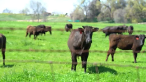 Curious Cows, Bright Green Field, Brown Cows, Sunny Spring Day, 4K 库存影片 105177801
