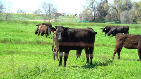 Curious Cows, Bright Green Field, Brown Cows, Sunny Spring Day, 4K Stock Footage 105178086