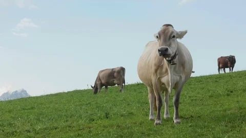Curious Cows Eating on a Meadow 4k Stock Footage 106435518