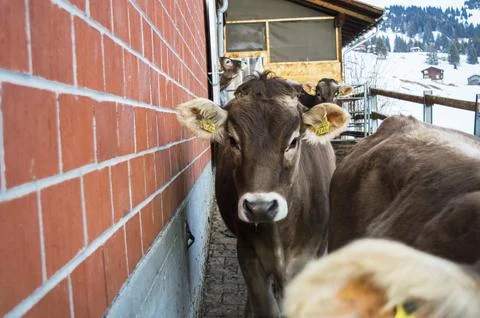 Curious cows on the farm Stock Photos