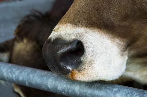 Curious cows on the farm Stock Photos