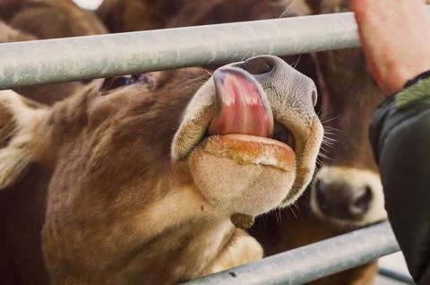Curious cows on the farm Stock Photos