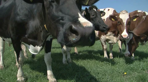 Curious cows Stock Footage 30484023