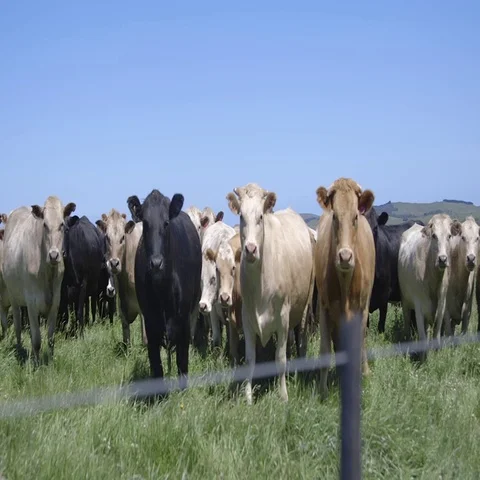 Curious Cows Stock Footage 69293215