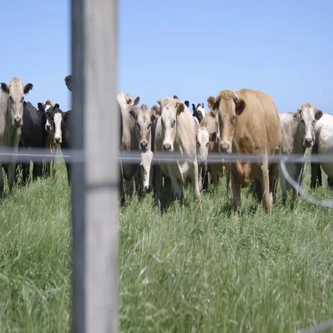 Curious Cows Stock Footage 69293774