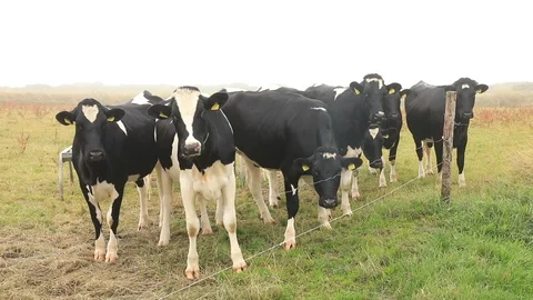 Curious cows Stock Footage 93416168