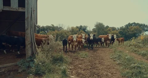 Curious cows Stock Footage 93901195