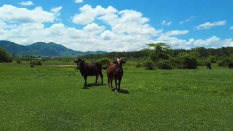 Curious cows grazing in a beautiful green pasture on a sunny day Stock Footage 343304106